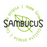 Sambucus